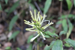 Dracaena reflexa image