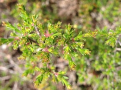 Kunzea parvifolia