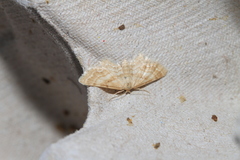 Idaea fractilineata