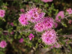 Kunzea parvifolia