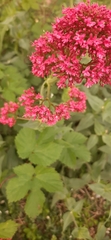 Centranthus ruber