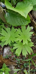 Glaucidium palmatum