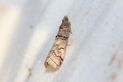 Acrobasis romanella