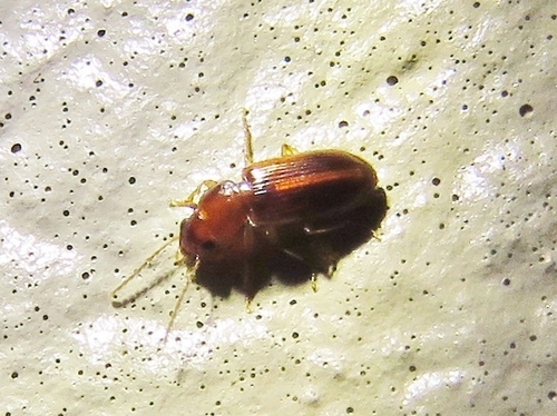 Indistinct Harp Ground Beetle photo 3