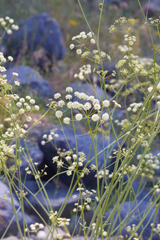 Perideridia californica