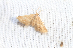 Idaea fractilineata