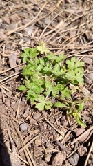 Ranunculus parviflorus