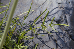 Perideridia californica