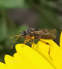 Trapezonotus ullrichi