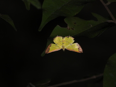 Corymica latimarginata