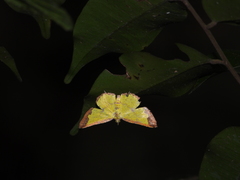 Corymica latimarginata