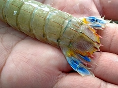 Erugosquilla woodmasoni