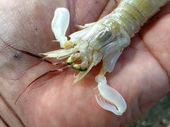 Erugosquilla woodmasoni