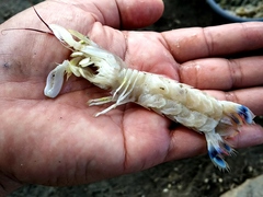 Erugosquilla woodmasoni