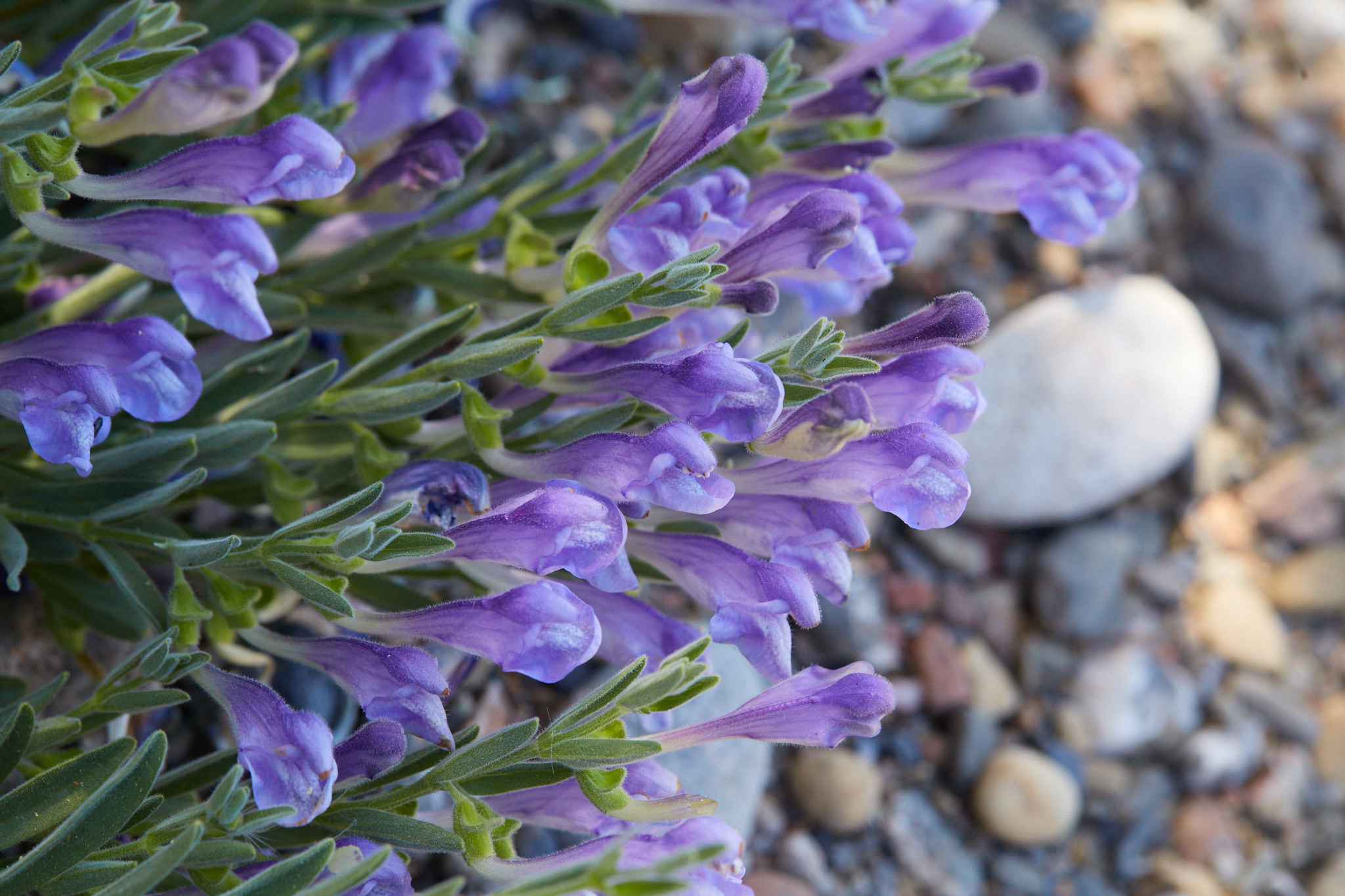 Scutellaria siphocampyloides