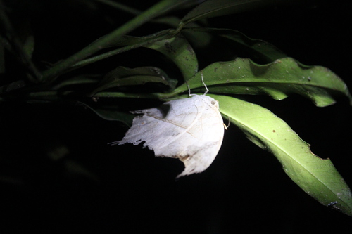 Malagasy Mother-of-Pearl