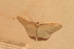 Idaea lutulentaria