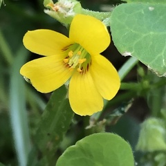 Oxalis corniculata