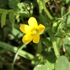 Oxalis corniculata