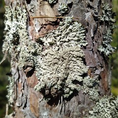 Hypogymnia farinacea