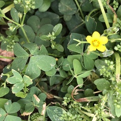 Oxalis corniculata