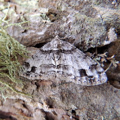 Paradarisa consonaria