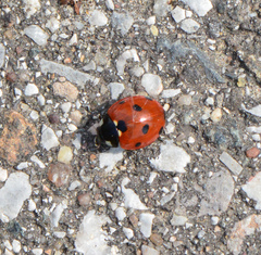 Coccinella septempunctata