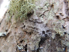 Paradarisa consonaria