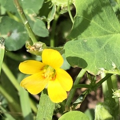 Oxalis corniculata