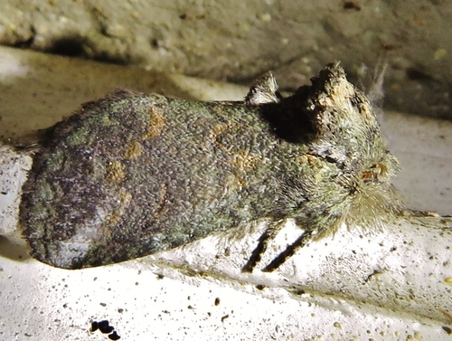 Small Prominent photo 5