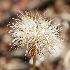 Microseris sylvatica