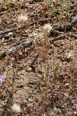 Microseris sylvatica