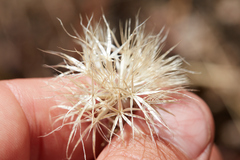 Microseris sylvatica