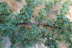 Cliffortia propinqua