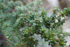Cliffortia propinqua