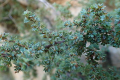 Cliffortia propinqua