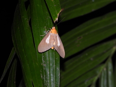 Asota subsimilis