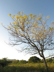 Gyrocarpus americanus