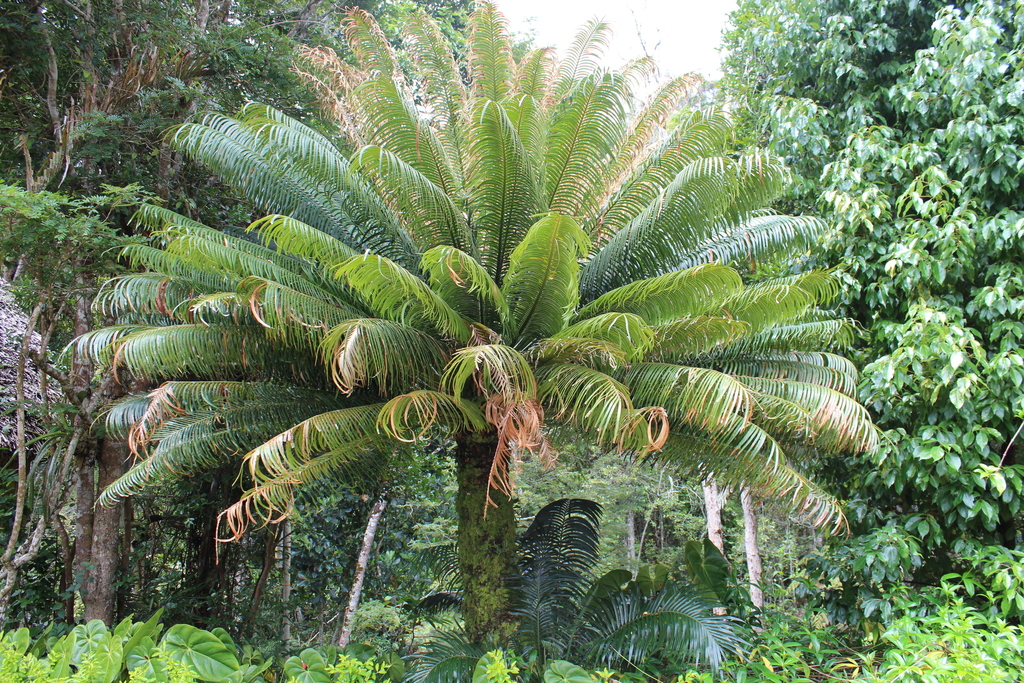 Madagascar Cycad from Madagascar on November 28, 2016 at 03:47 AM by ...