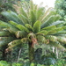 Madagascar Cycad - Photo (c) Michael A. Alcorn, some rights reserved (CC BY), uploaded by Michael A. Alcorn