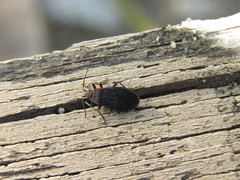 Melacoryphus rubicollis