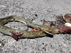 Masticophis schotti schotti