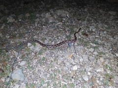 Pseudelaphe flavirufa