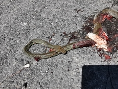 Masticophis schotti schotti