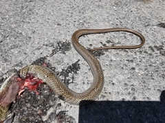 Masticophis schotti schotti