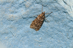 Eudonia lineola