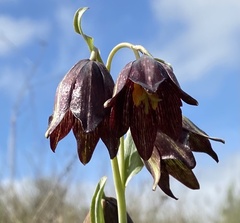 Fritillaria biflora biflora