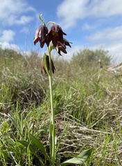 Fritillaria biflora biflora