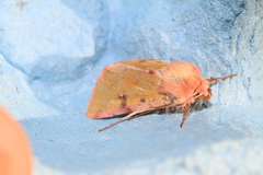 Heliothis incarnata