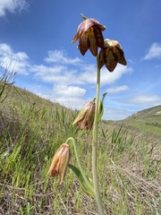Fritillaria biflora biflora